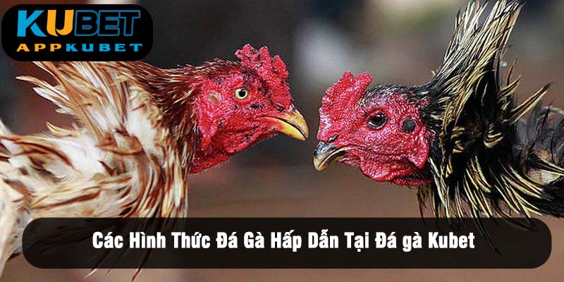 Các Hình Thức Đá Gà Hấp Dẫn Tại Đá gà Kubet