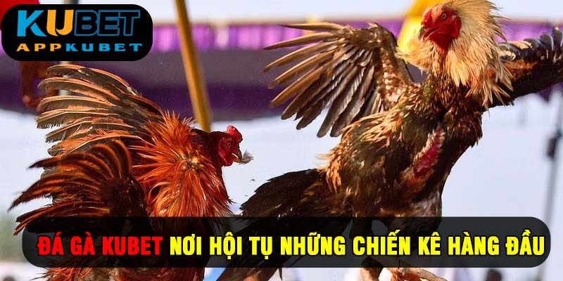 Đá gà Kubet 2025 – Nơi Hội Tụ Những Chiến Kê Hàng Đầu