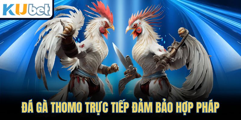 Đá gà Thomo trực tiếp đảm bảo hợp pháp