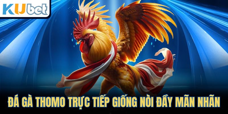 Đá gà Thomo trực tiếp giống nòi đầy mãn nhãn